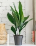 Аспидистра Элатиор 17/70 см