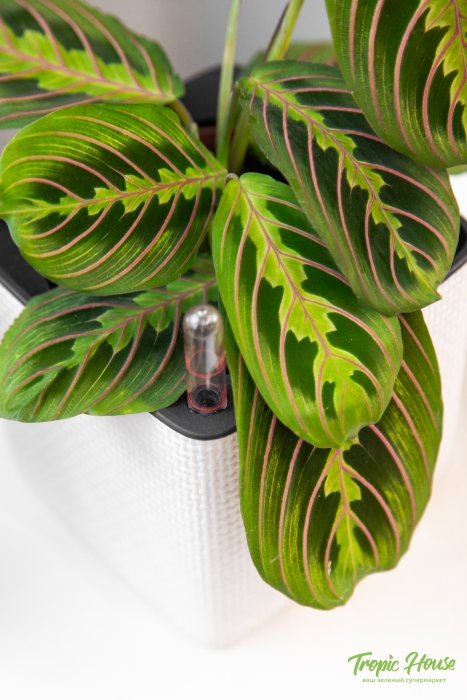 Маранта в CUBE 14