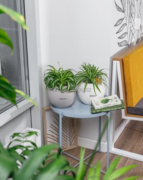 "Набор для детской" Хлорофитум в PURO 20