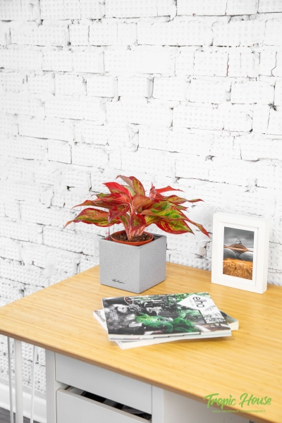 Аглаонема Крит в CANTO STONE 14