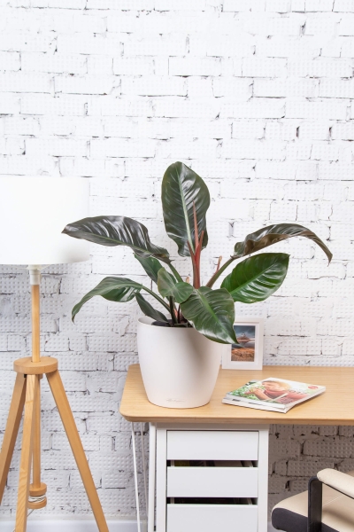 Филодендрон Империал Ред 19/60 см в CLASSICO LS 28 Филодендрон Империал Ред 19/60 см в CLASSICO LS 28