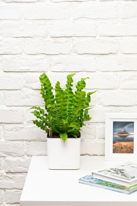 Асплениум Криспи в CUBE GLOSSY 14