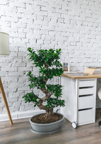 Фикус Бонсай в керамике 45/80 см Фикус Бонсай в керамике 45/80 см