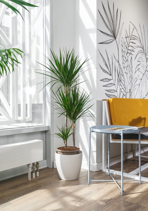 Драцена Маргината 3 ствола 21/120 см