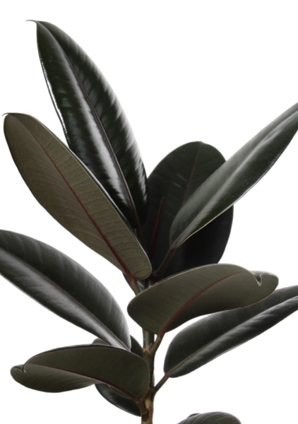 Фикус Эластика Абиджан 17/55 см в CLASSICO LS 28 Фикус Эластика Абиджан 17/55 см в CLASSICO LS 28