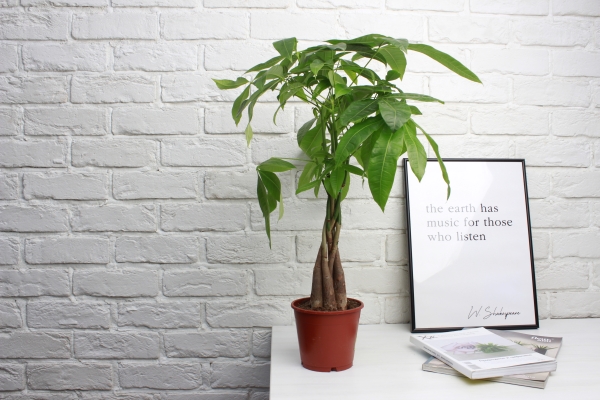 Пахира Акватика косичка 14/50 см