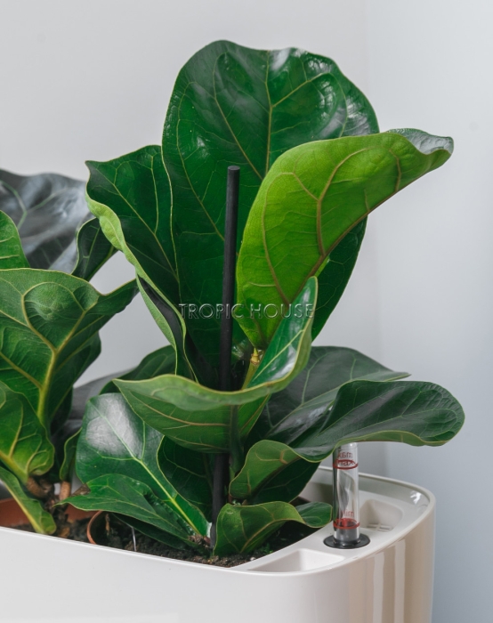 Фикус Лирата в DELTA 20