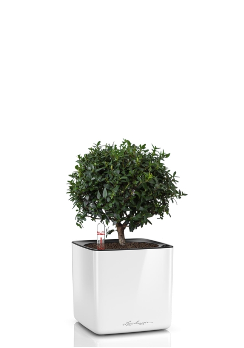 Мирт в CUBE GLOSSY 14, белый блестящий