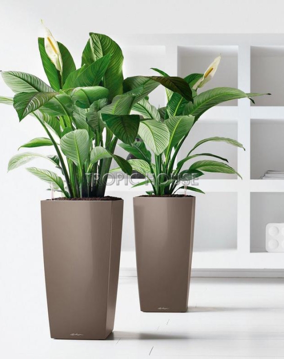 Кашпо LECHUZA CUBICO 50х95 см