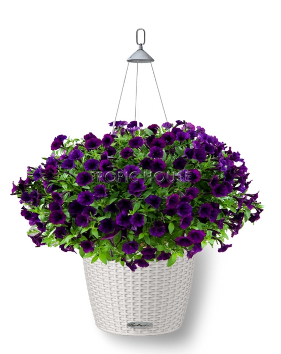 Петуния фиолетовая Nido, 50 см, Светло-серый