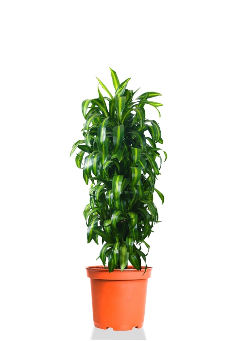 Драцена Гавайская бранч 30/160 см