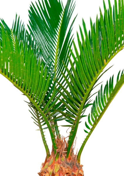 Цикас Революта 9/30 см в MINI DELTINI 10 Цикас Революта 9/30 см в MINI DELTINI 10