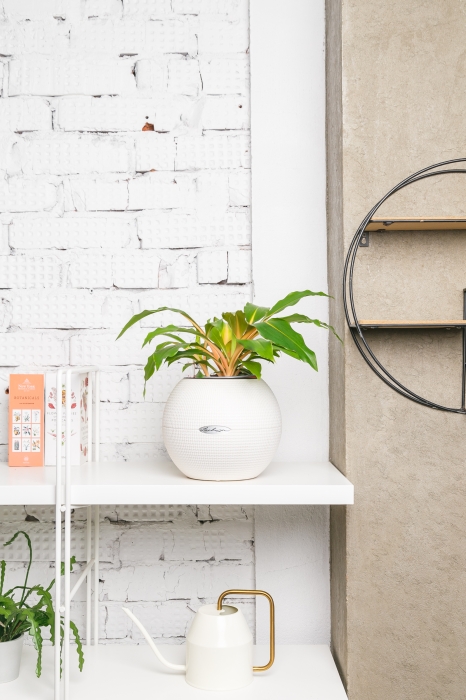 Хлорофитум Фаер Флеш 12/20 см