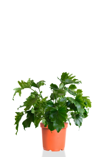 Филодендрон Шангри Ла 17/50 см Филодендрон Шангри Ла 17/50 см