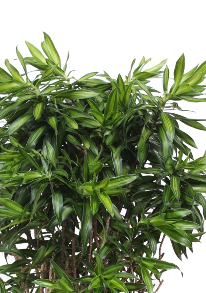 Драцена Песнь Ямайке 27/130 см