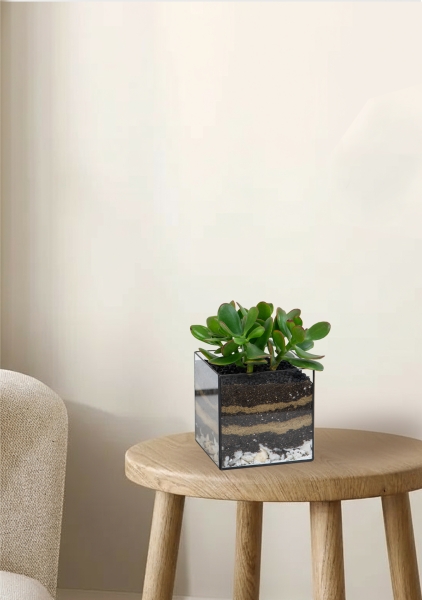 Флорариум с Крассулой Овата 25 см в кубе Флорариум с Крассулой Овата 25 см в кубе