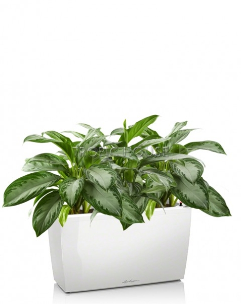Аглаонема Сильвер Бей в CARARO 75
