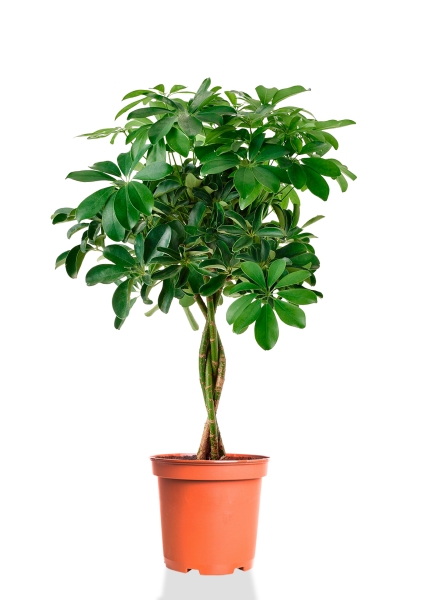 Шеффлера Компакта 21/75 см