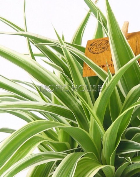 "Набор для детской" Хлорофитум в PURO 20