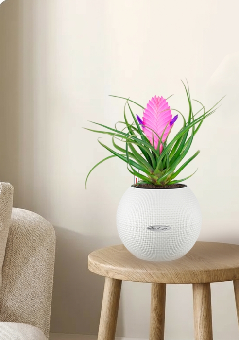 Тилландсия Анита в PURO 20