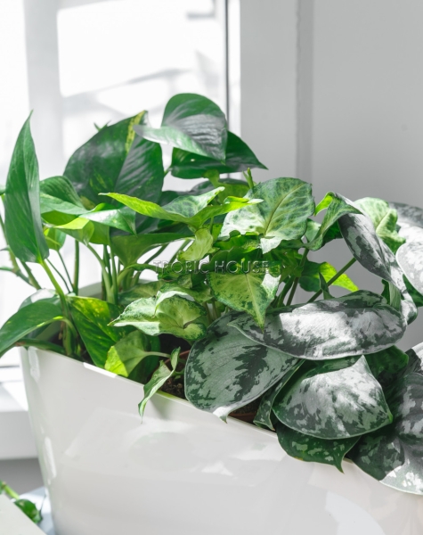 Микс из вьющихся в DELTA 20 Микс из вьющихся в DELTA 20