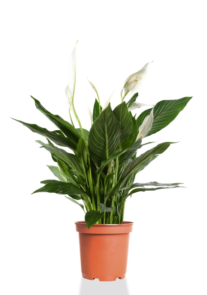 Спатифиллум 17/70 см