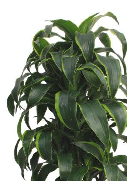 Драцена Дорадо бранч 24/90 см в CLASSICO LS 28