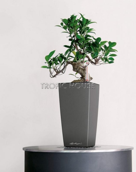 Кашпо LECHUZA MAXI-CUBI 14х26 см