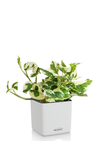 Эпипремнум Энджой в CUBE COLOR 14