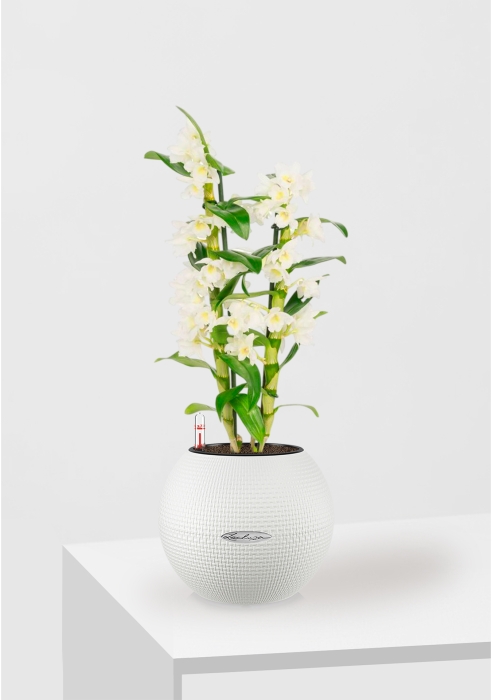 Дендробиум белый в PURO 20, белый