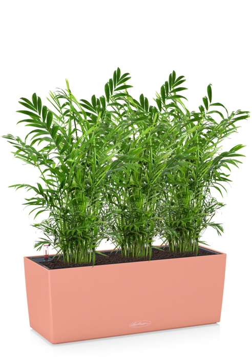 Хамедорея BALCONERA COLOR 50, коралловый 