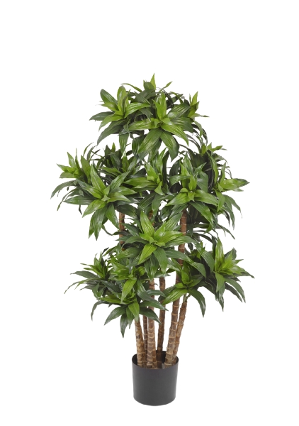 Драцена Компакта