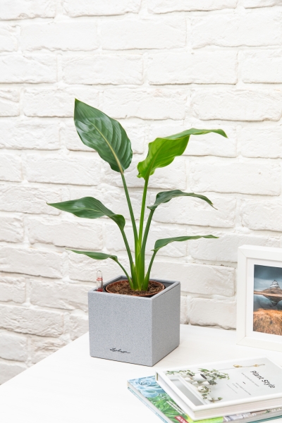 Стрелиция Регина в CANTO STONE 14