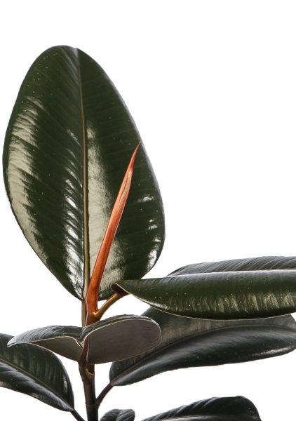 Фикус Эластика в CUBE COLOR 14