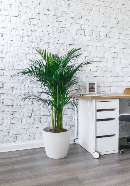 Хризалидокарпус Арека 21/120 см