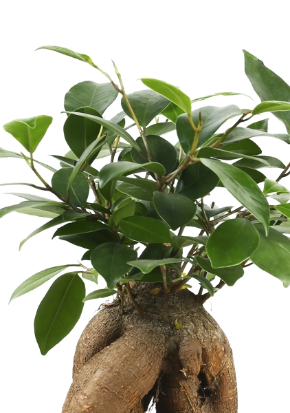 Фикус Микрокарпа 9/30 см (в пластике)