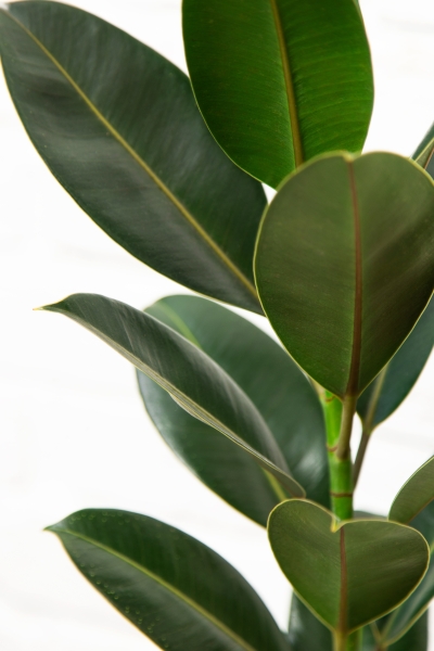 Фикус Эластика Мелани 14/45 см Фикус Эластика Мелани 14/45 см