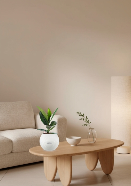 Фикус Эластика Робуста 12/40 см в PURO 20 Фикус Эластика Робуста 12/40 см в PURO 20