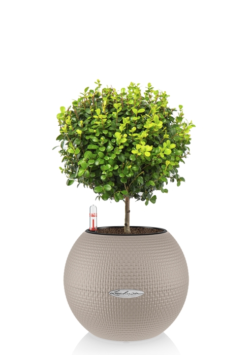 Мирсина в PURO 20, песочно-коричневый