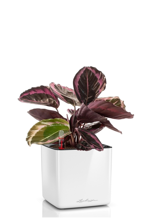 Калатея Розеопикта 15/40 см в CUBE GLOSSY 16, белый блестящий