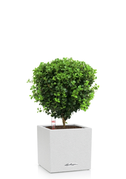 Мирсина в CANTO Stone 14 Мирсина в CANTO Stone 14