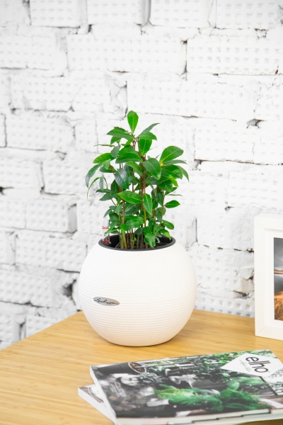 Лавр в PURO 20 Лавр в PURO 20