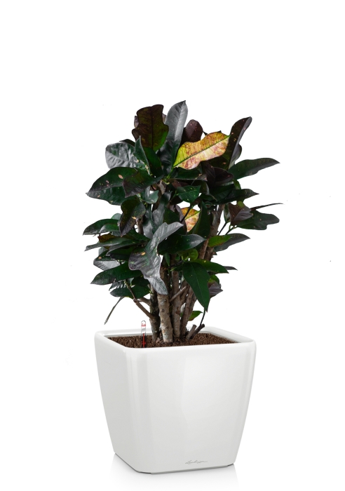 Кротон (Кодиеум) Вилма 17/70 см в QUADRO LS 21, белый блестящий