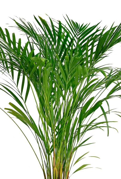 Хризалидокарпус Арека 19/120 в CUBICO 30