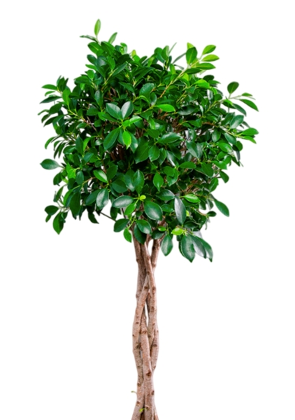 Фикус Нитида переплетенный 23/110 см в CANTO STONE LOW 30 Фикус Нитида переплетенный 23/110 см в CANTO STONE LOW 30