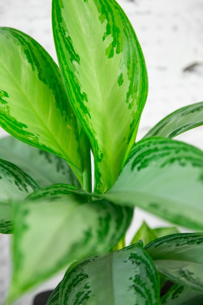 Аглаонема Сильвер Бей в CUBE COLOR 16