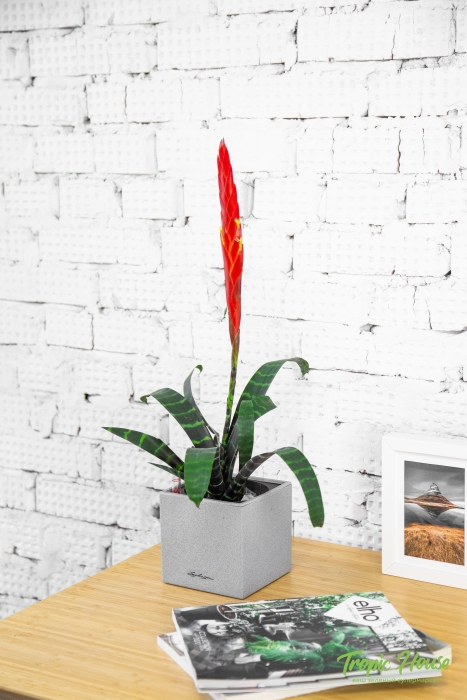 Вриезия Спленриет в CANTO STONE 14