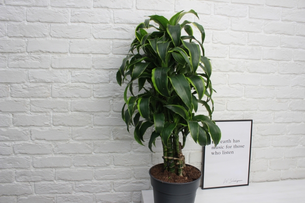 Драцена Дорадо бранч 24/90 см