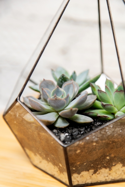 Флорариум - мини капля с суккулентами