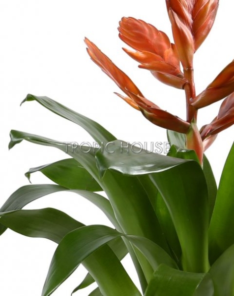 Вриезия Оранж 12/40 см